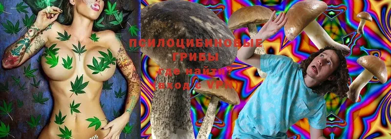 Псилоцибиновые грибы Psilocybine cubensis  Фатеж 